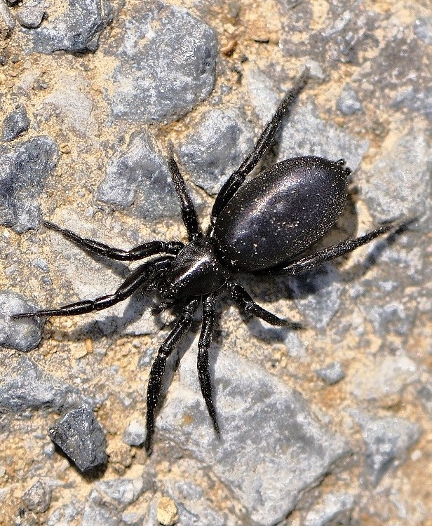 pavúk Zelotes subterraneus cf.
