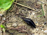 larva zdochlinára