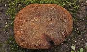 srnka ježatá