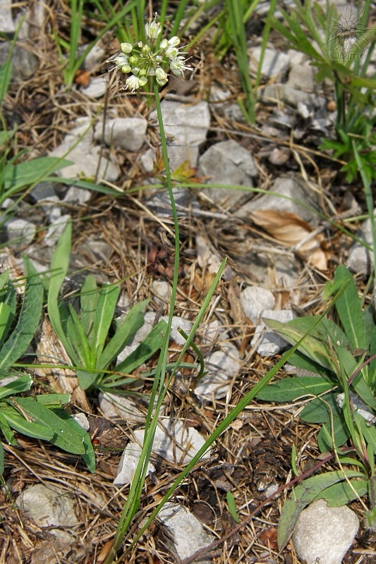 cesnak bledožltý Allium ochroleucum Waldst. et Kit.