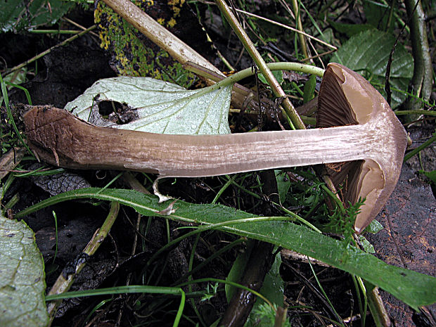 pavučinovec fialovomäsový Cortinarius saturninus (Fr.) Fr.