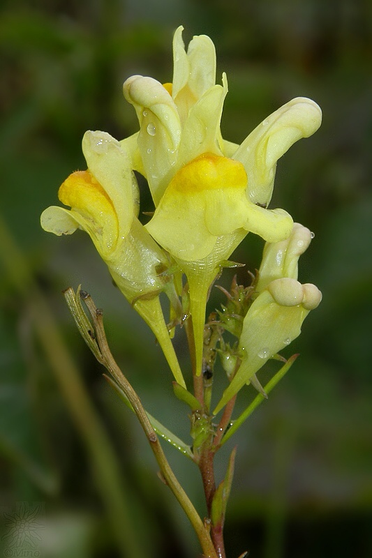 pyštek taliansky Linaria pallidiflora (Lam.) Valdés