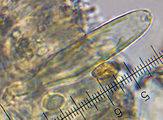 vláknica Inocybe auricoma (Batsch) J.E. Lange