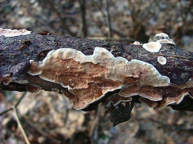 dřevokaz papírovitý Byssomerulius corium (Pers.) Ginns