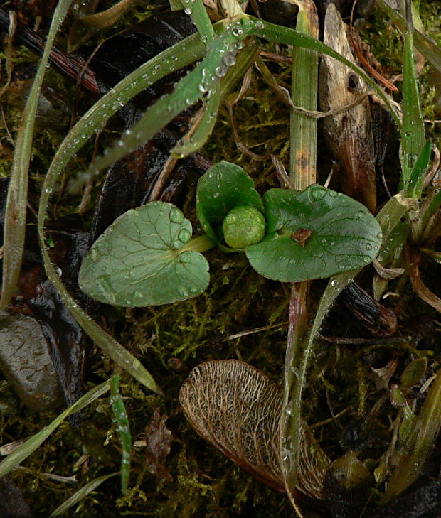 blyskáč záružľolistý - orsej blatoucholistý Ficaria calthifolia Rchb.