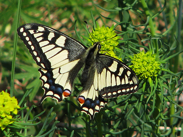 vidlochvost feniklový (Papilio machaon) vidlochvost feniklový (Papilio machaon)