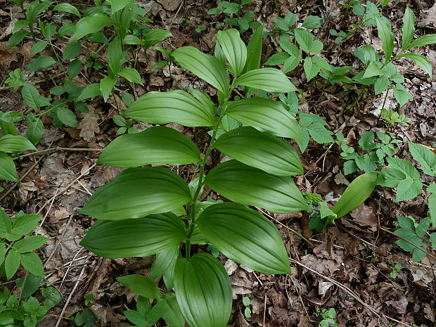 kokorík širokolistý Polygonatum latifolium Desf.