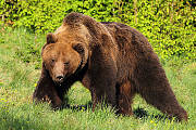 medved hnedý