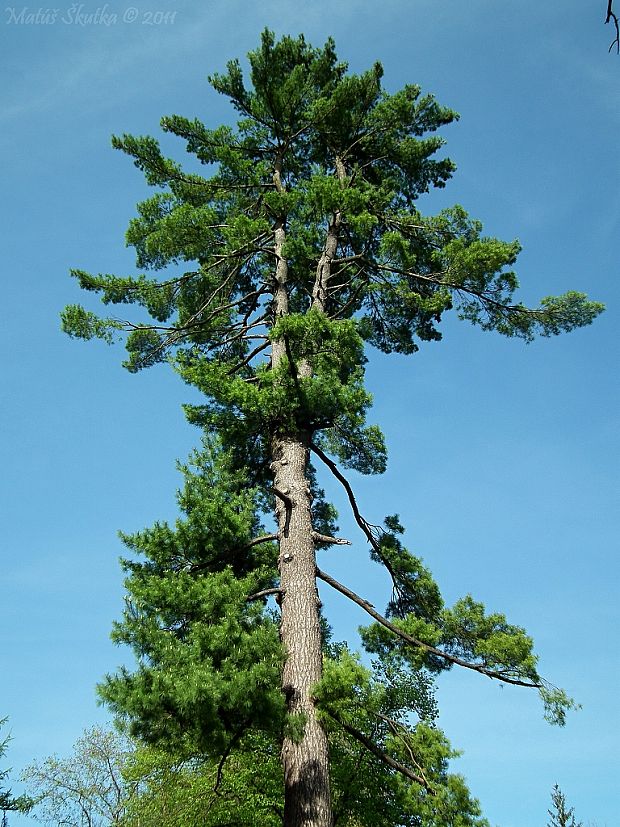borovica hladká Pinus strobus L.