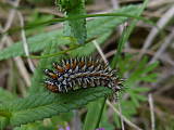 larva hnedáčika skorocelového