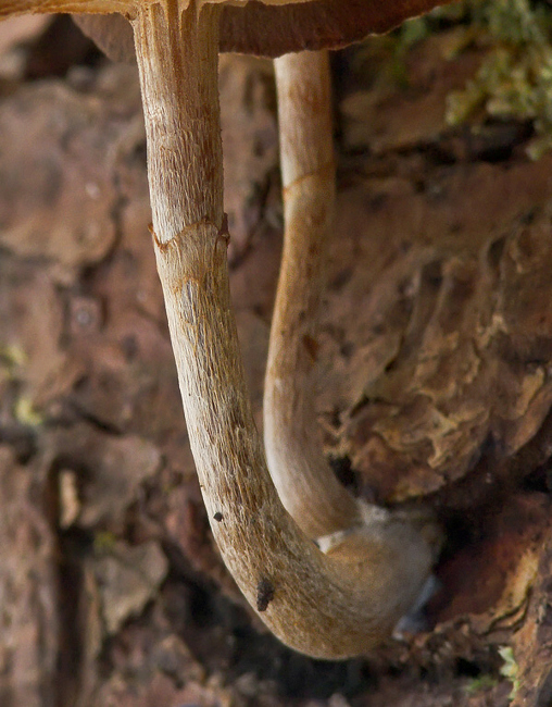kapucňovka okrovohnedastá Galerina marginata (Batsch) Kühner