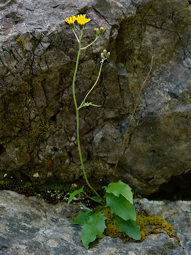 jastrabník lesný Hieracium murorum L.