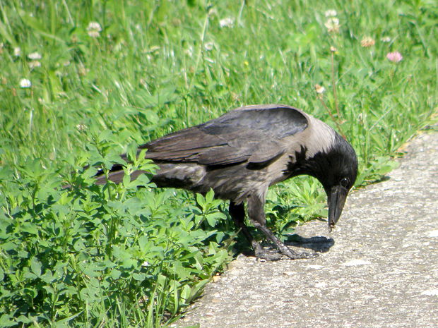 vrana túlavá východoeurópska Corvus corone cornix