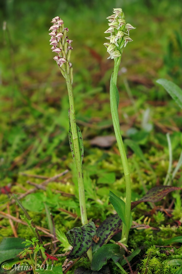 neotinea Neotinea maculata (Desf.) Stearn