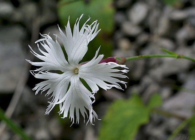 klinček včasný pravý Dianthus praecox subsp. praecox