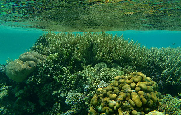 koralový útes