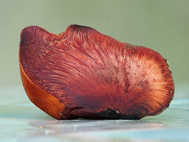 pečeňovec dubový-pstřeň dubový Fistulina hepatica (Schaeff.) With.