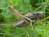 kobylka krátkokrýdla