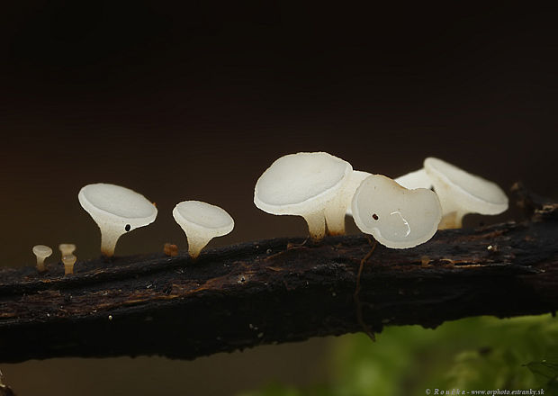 čiašočka belavá Hymenoscyphus albidus (Gillet) W. Phillips