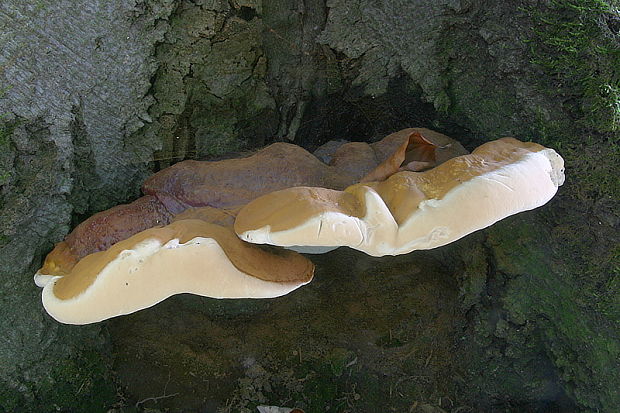 lesklokôrovka Pfeifferova Ganoderma pfeifferi Bres.