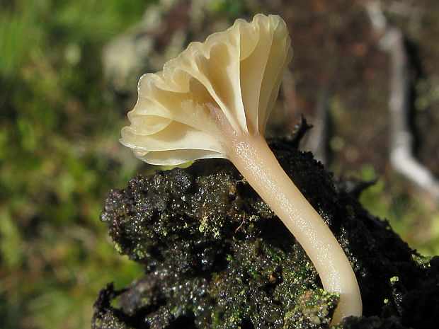 kalichovka vrúbkovaná Lichenomphalia umbellifera (L.) Redhead, Lutzoni, Moncalvo & Vilgalys