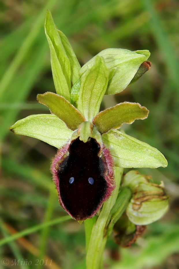hmyzovník Ophrys promontorii O. & E. Danesch