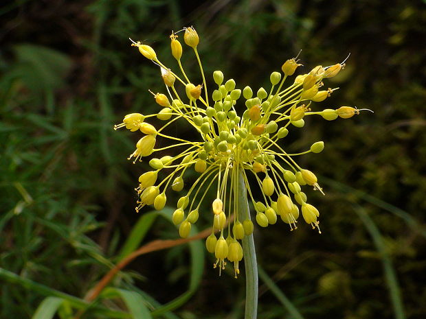 cesnak žltý Allium flavum L.