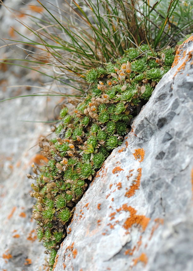 skalokráska pyrenejská Petrocallis pyrenaica (L.) R. Br.