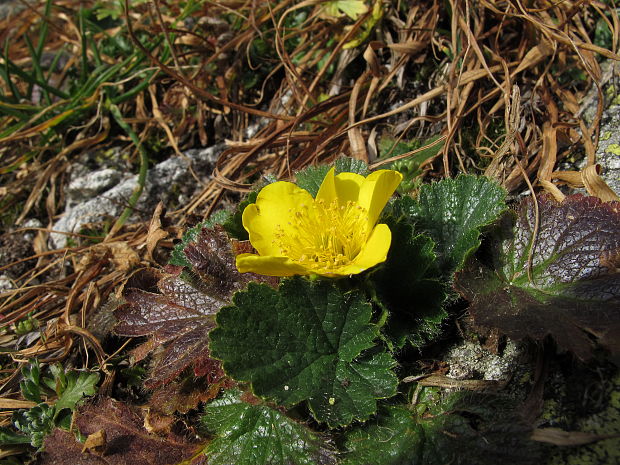 kuklica horská Oreogeum montanum (L.) E. I. Golubk.