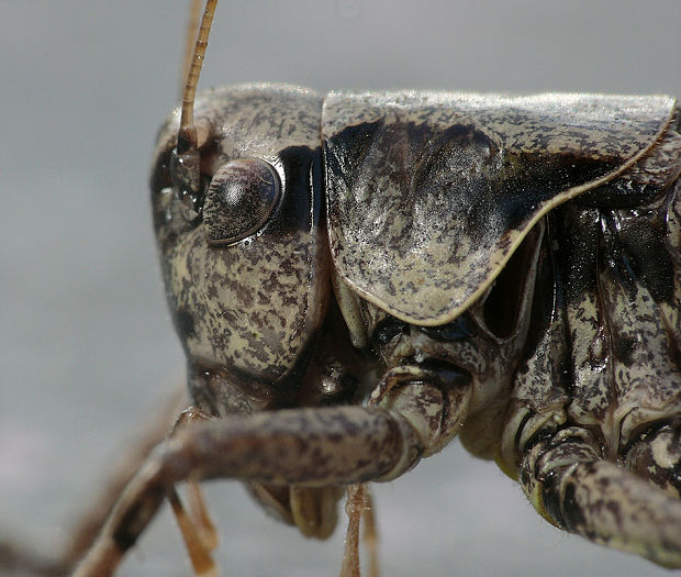 kobylka hnedkastá  Pholidoptera griseoaptera
