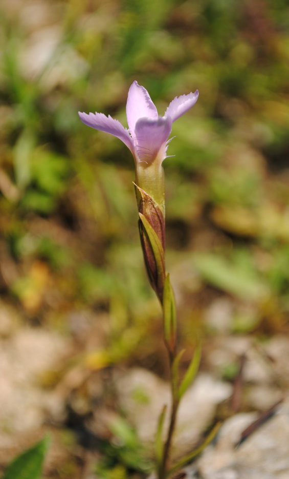pahorec brvitý Gentianopsis ciliata (L.) Ma