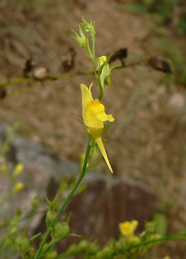 pyštek kručinkolistý - lnice kručinkolistá Linaria genistifolia (L.) Mill.