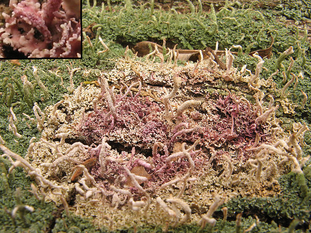 lišajník Marchandiomyces corallinus (Roberge) Diederich & D. Hawksw.