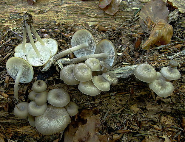 strmuľník strapkatý Clitocybula lacerata (Scop.) Métrod