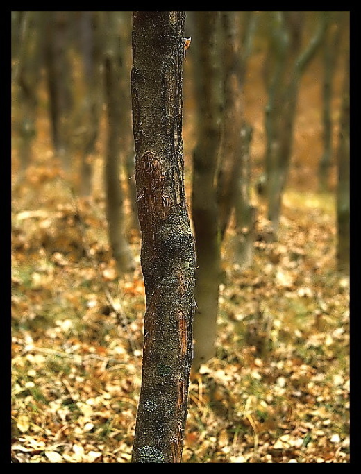 les jeseňový lesík