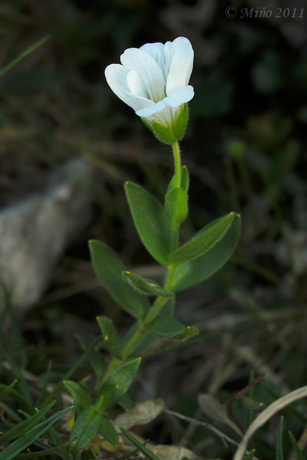 rožec širokolistý Cerastium carinthiacum Vest.