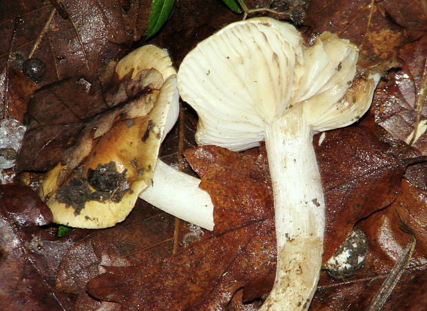 čírovka zelenohnedastá Tricholoma sejunctum (Sowerby) Quél.
