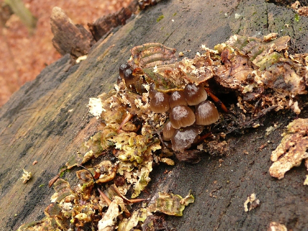 prilbička hnedosivá Mycena tintinnabulum (Paulet) Quél.