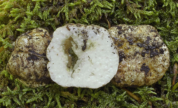 bledúšik holý Leucogaster nudus (Hazsl.) Hollós