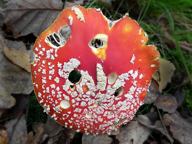 muchotrávka červená Amanita muscaria (L.) Lam.