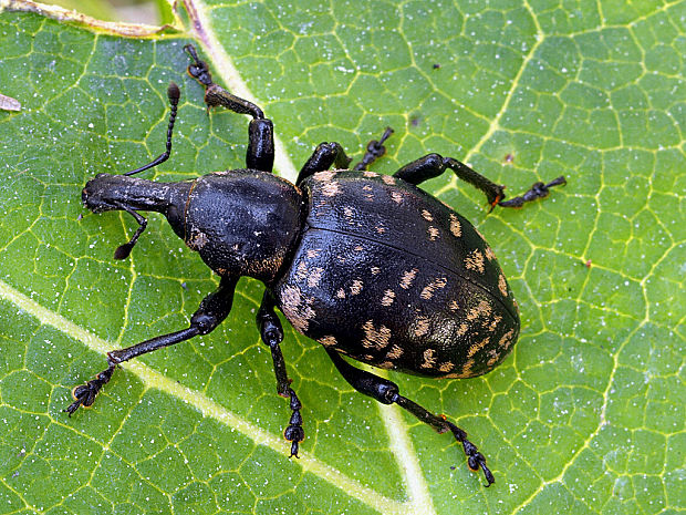 tvrdoň deväťsilový Liparus glabrirostris