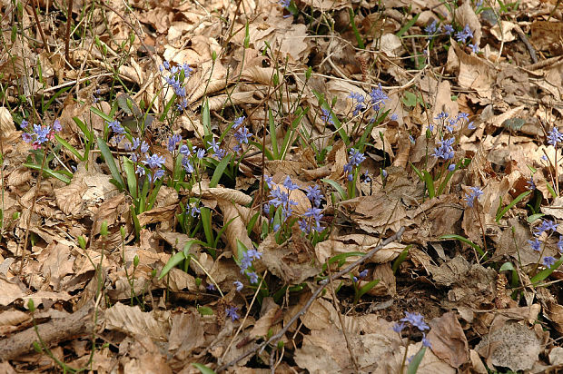 scila severná bukovská Scilla drunensis subsp. buekkensis (Speta) Kereszty