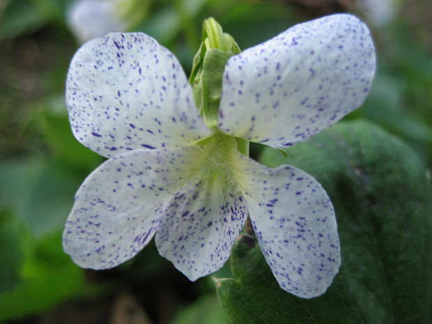 fialka pehavá (var. freckles) Viola sororia Willd.