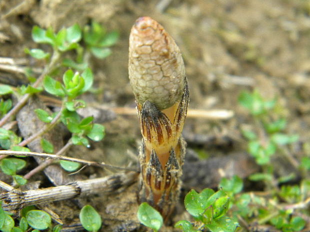 praslička roľná Equisetum arvense L.