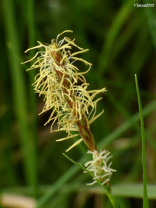 ostrica Carex sp.