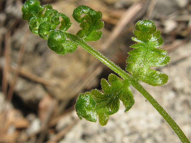 peračina robertova Gymnocarpium robertianum (Hoffm.) Newman