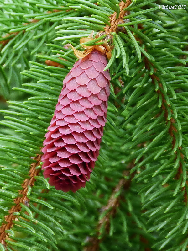 smrek obyčajný Picea abies (L.) H. Karst.