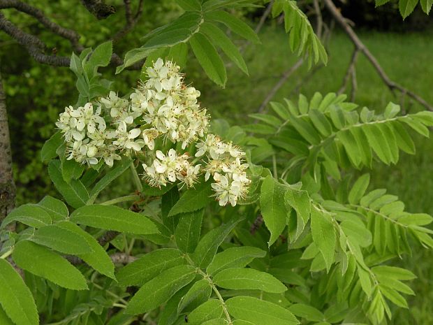 jarabina oskorušová Sorbus domestica L.