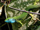 jašterica zelená - samček