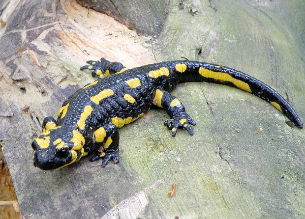 salamandra škvrnitá  (Salamandra salamandra